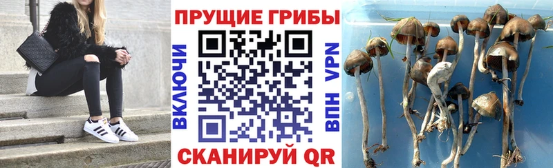 как найти закладки  Воронеж  Галлюциногенные грибы Magic Shrooms 